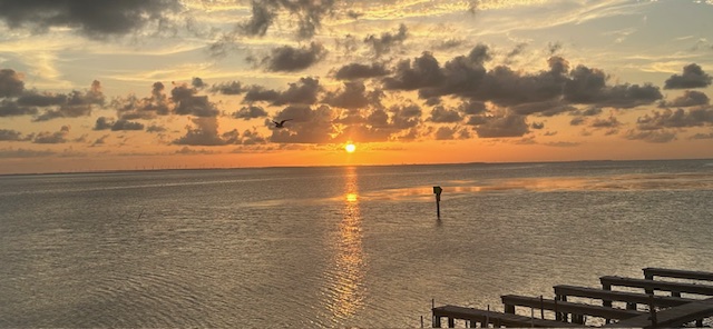 Bird flying across a South Padre sunset
